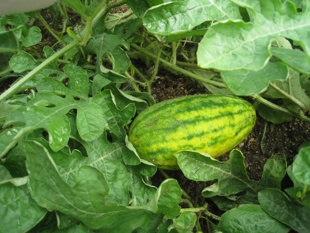 お野菜の収穫(年長児)